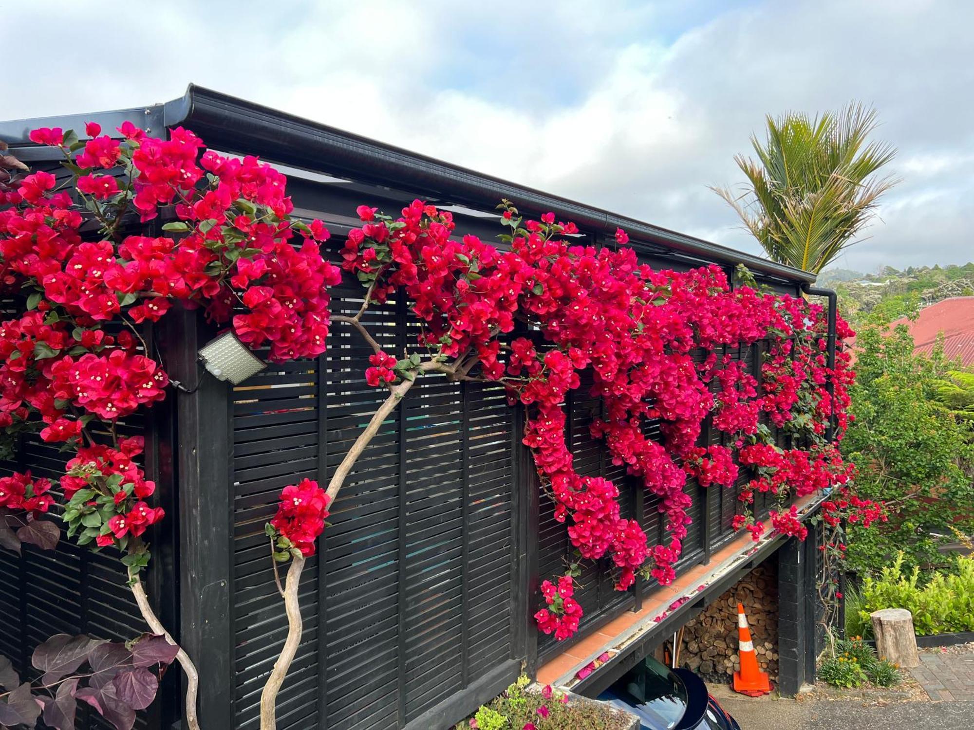 Brophys Beach Studio วิเทียงกา ภายนอก รูปภาพ
